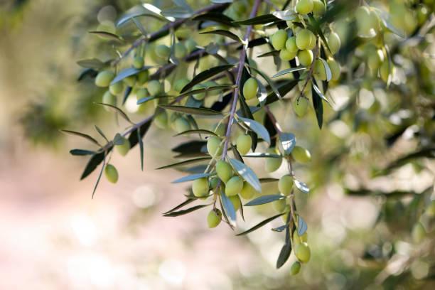 Close-up of an olive tree.