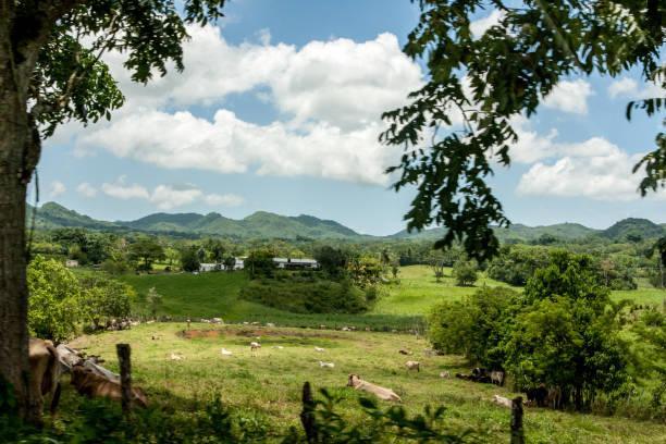 Beautiful rainforest valley