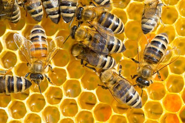 Bees working in the beehive on a sunny summer day