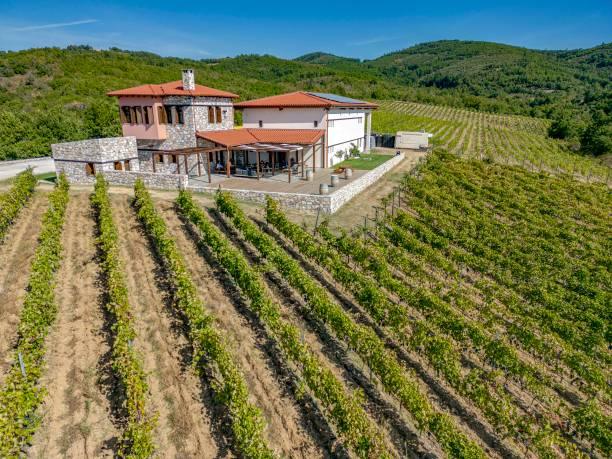 Aerial panoramic view from a drone of a vineyard in Chalkidiki, Northern Greece. The grape-bearing vines grow grapes for winemaking with the winery attached to the plantation on a hill inside the natural environment of a forest. Wine production is a traditional agricultural product of the Greek economy. Megali Panagia, Halkidiki, Greece on September 2023 (Photo by Nicolas Economou/NurPhoto via Getty Images)