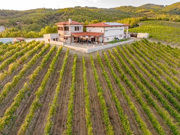 Aerial panoramic view from a drone of a vineyard in Chalkidiki, Northern Greece. The grape-bearing vines grow grapes for winemaking with the winery attached to the plantation on a hill inside the natural environment of a forest. Wine production is a traditional agricultural product of the Greek economy. Megali Panagia, Halkidiki, Greece on September 2023 (Photo by Nicolas Economou/NurPhoto via Getty Images)